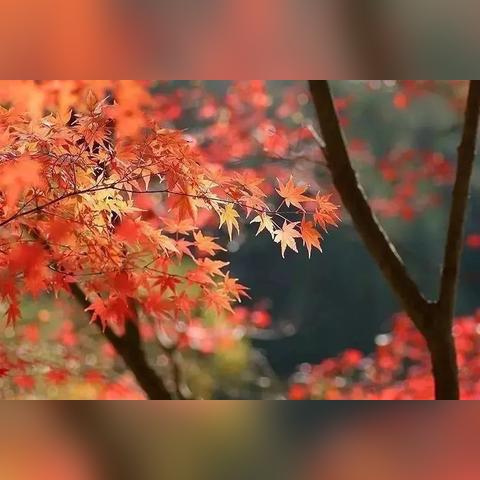 北京今日天气,晴空万里,秋意渐浓 北京今日天气,晴空万里,秋意渐浓
